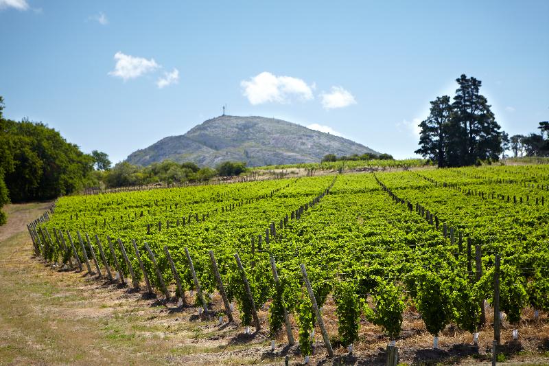 Riesling Viñedo Pan de Azúcar
