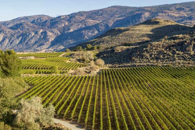 Mission Hill Border Vista