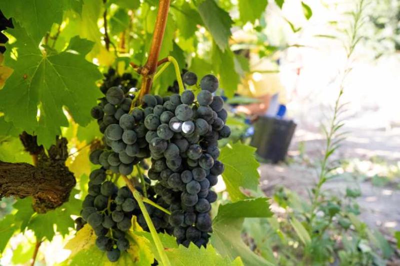 Vallado Field Blend Reserve