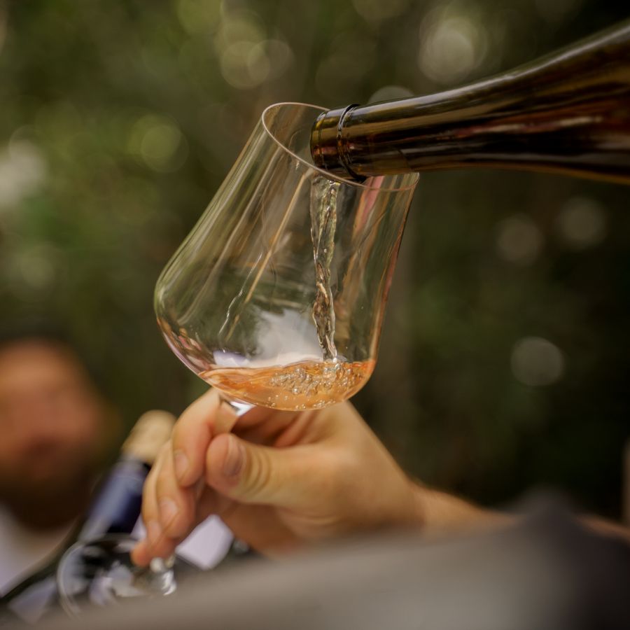 Two arms held out clinking wine glasses filled with white wine, in front of a blurred vineyard background